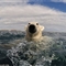 法国摄影师拍到北极熊近距离接触特写镜头