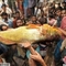 孟加拉捕获罕见金色鲷鱼售价4万美元