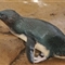 澳大利亚一企鹅遭“绑架” 被丢进鲨鱼出没海域
