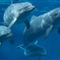 巴西海豚帮助渔民捕鱼：拍打尾巴通知撒网