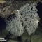 海底火山口奇特景观：珊瑚礁上现罕见白色螃蟹