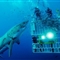潜水员与大白鲨亲密接触