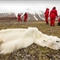 气候变化饿死北极熊 尸体骨瘦如柴薄似毛毯(图)