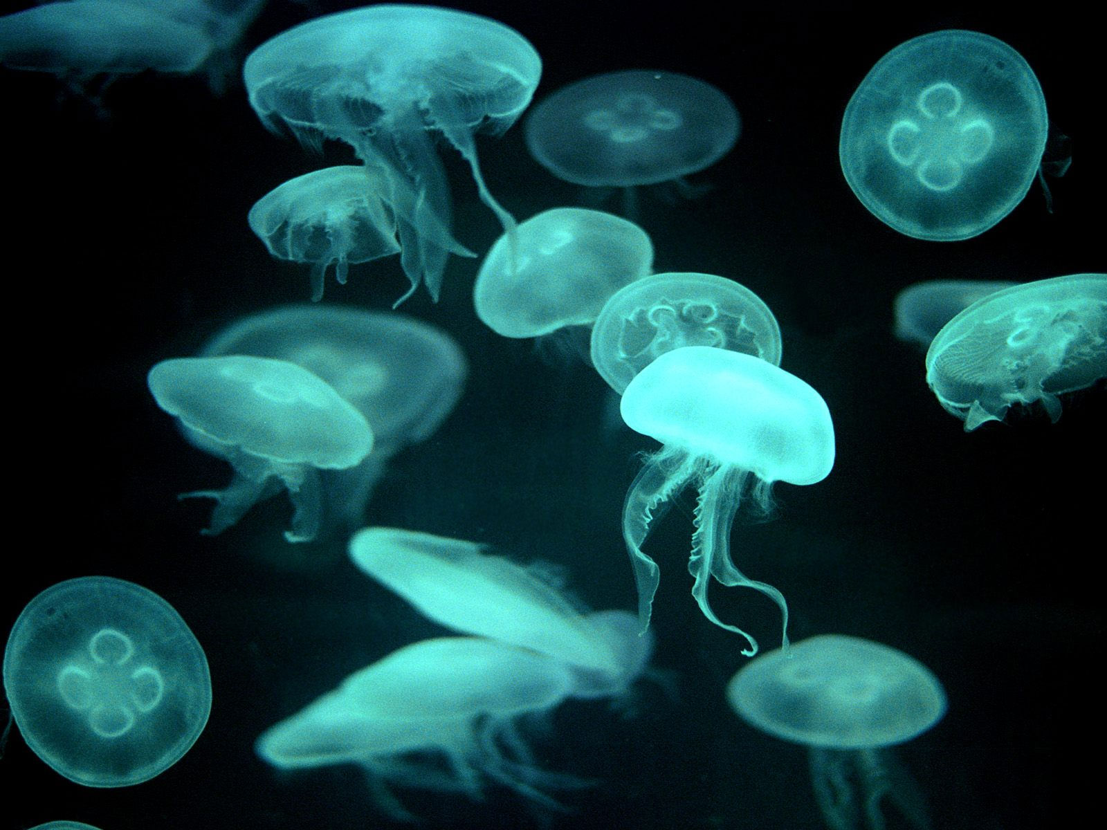 Flower hat jelly fish. | Scuba diving | Pinterest | Flower hats and ...