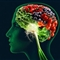 大脑非决定智商唯一因素 肠道细菌或可提升智力